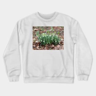 Delicate Snowdrop flower is one of the spring symbols telling us winter is leaving Crewneck Sweatshirt